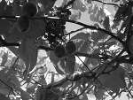 Fotoblog xszalonetruskawkix