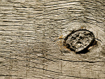 Fotoblog lamster