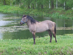Fotoblog koniekoniki