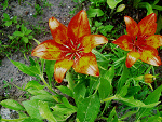 Fotoblog ixlovexchocolate