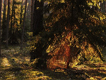 Fotoblog malachit