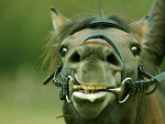 Fotoblog horsesthismylife