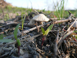 Fotoblog chickk