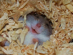 Fotoblog awesomeshop