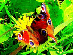 Fotoblog ihaveonlyhope