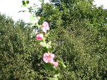 Fotoblog vera8