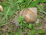 Fotoblog papeciak