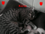 Fotoblog kicia164