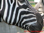 Fotoblog rocki