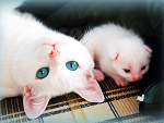 Fotoblog kotek2127