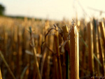 Fotoblog adi1291