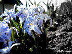 Fotoblog ona128