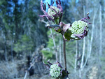 Fotoblog jadro