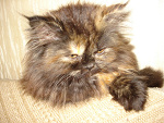Fotoblog xbartezx