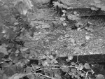 Fotoblog blizniook