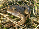 Fotoblog fotogim