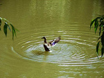 Fotoblog omega16
