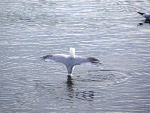Fotoblog lazar