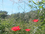 Fotoblog amciakowa