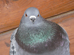 Fotoblog krizz
