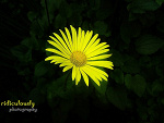 Fotoblog ridiculously