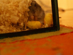 Fotoblog kochanechamsterki2