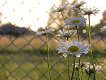 Fotoblog tosiaa123
