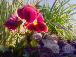 Fotoblog xmyphotosx