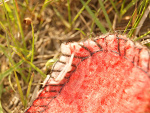 Fotoblog tekstowo