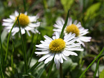 Fotoblog owczy