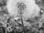 Fotoblog nyuki