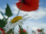 Fotoblog misia440