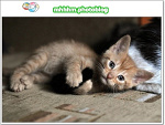 Fotoblog mhhhm