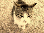 Fotoblog bq2707