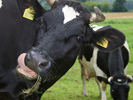 Fotoblog krowarobimu
