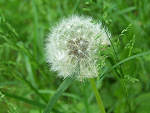 Fotoblog pollaa