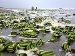 Fotoblog panbananek