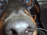 Fotoblog wiki1610
