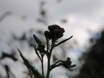 Fotoblog dziumi
