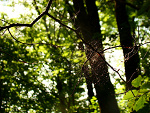 Fotoblog biesssczadnie