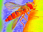 Fotoblog angelus11