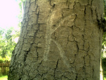 Fotoblog o0oanka