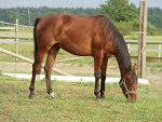 Fotoblog pikeur