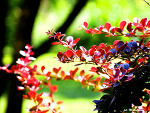 Fotoblog miarosa