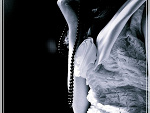 Fotoblog sweetnessx2
