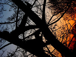 Fotoblog kobusia