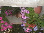 Fotoblog alicja2341