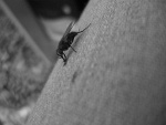 Fotoblog xophotoxo