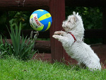 Fotoblog reneer