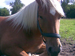 Fotoblog kellpie